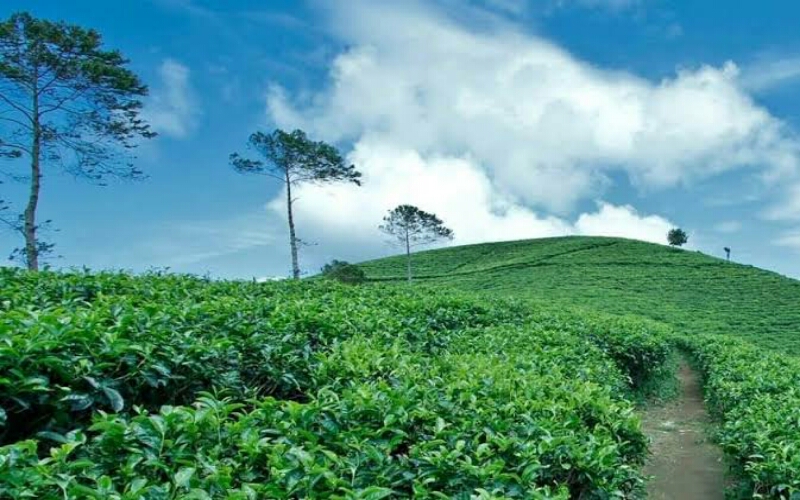 kebun teh kemuning