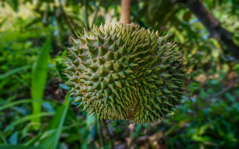 Manfaat Durian Bagi Kesehatan