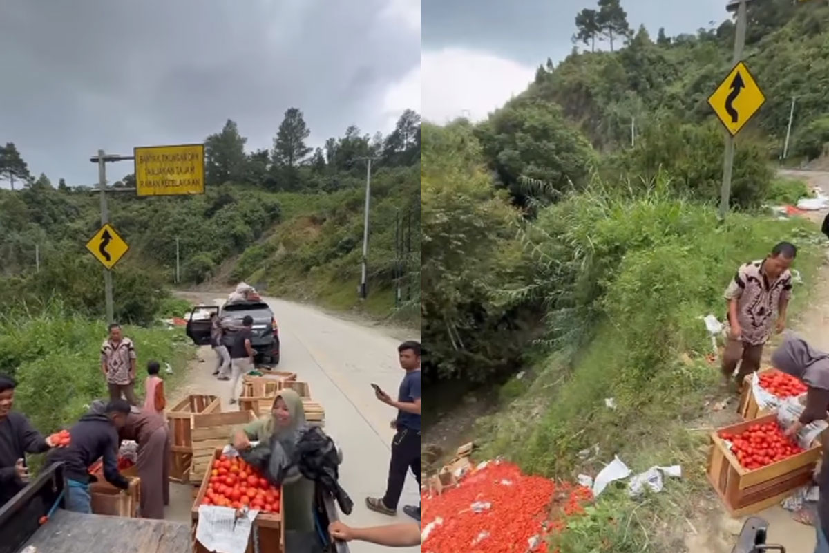 petani solok buang tomat