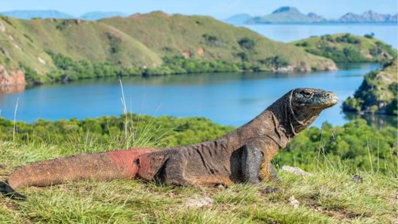 Pulau Komodo