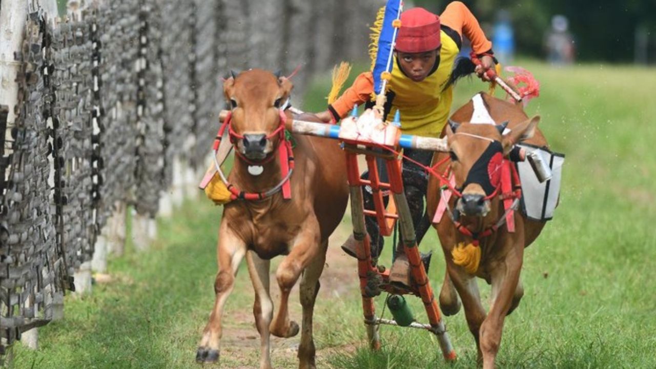 Karapan Sapi