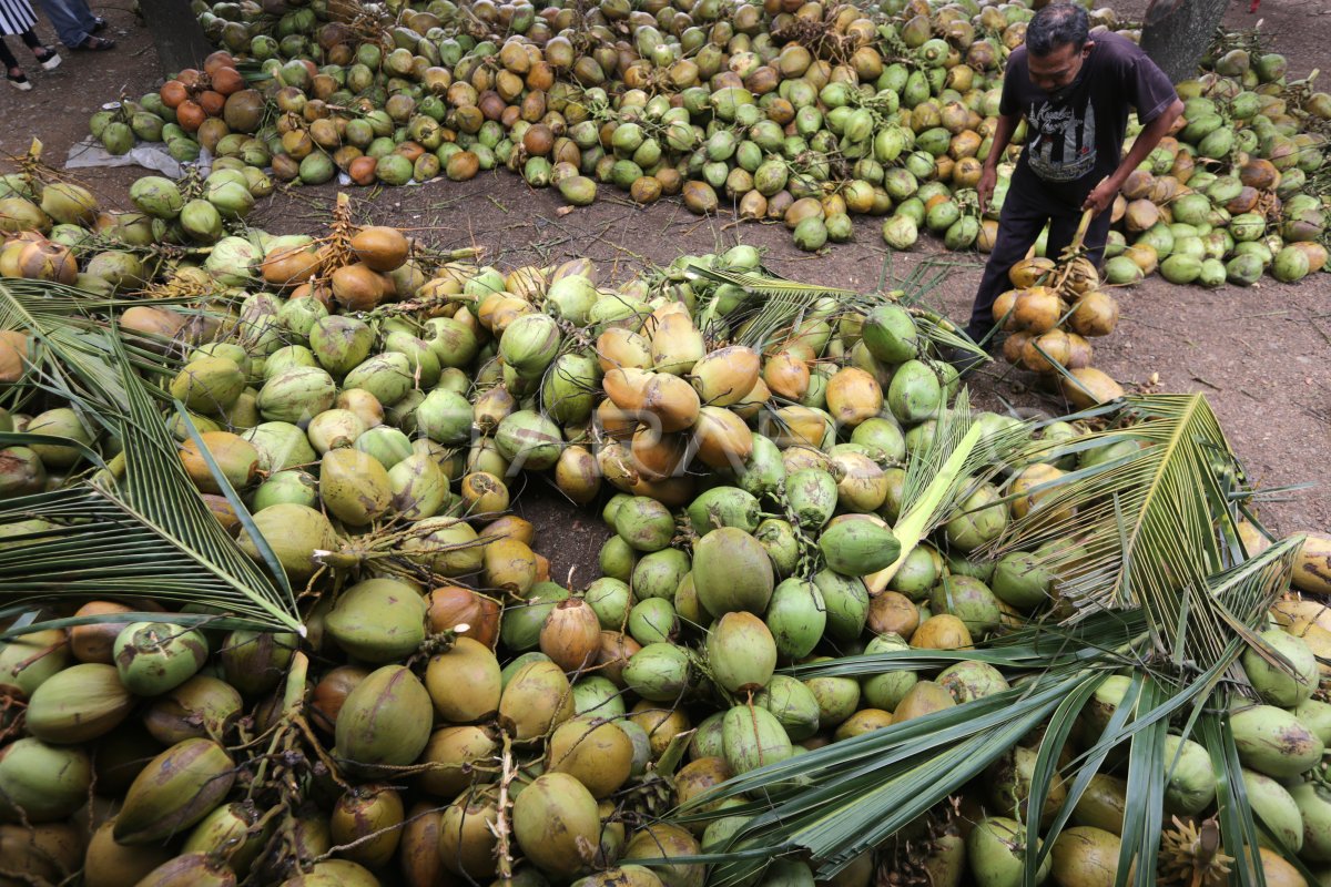 3.68 Juta Ton Air Kelapa Terbuang