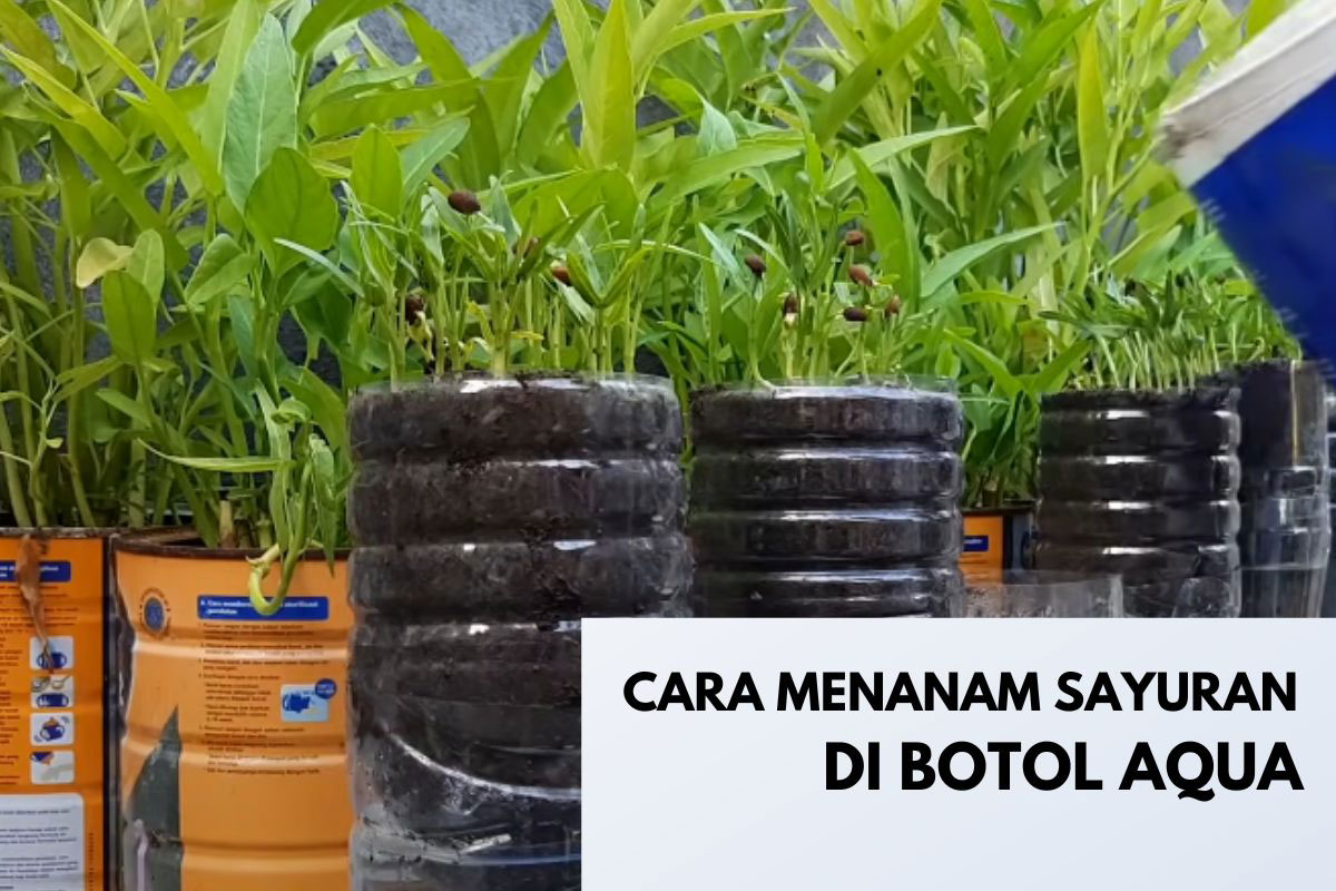 cara menanam sayuran di botol Aqua