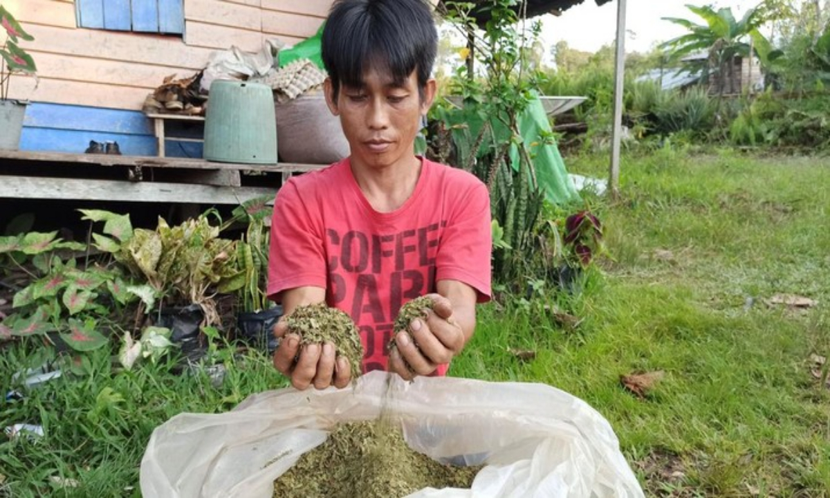 Tanaman Kratom (CNBC Indonesia.com)