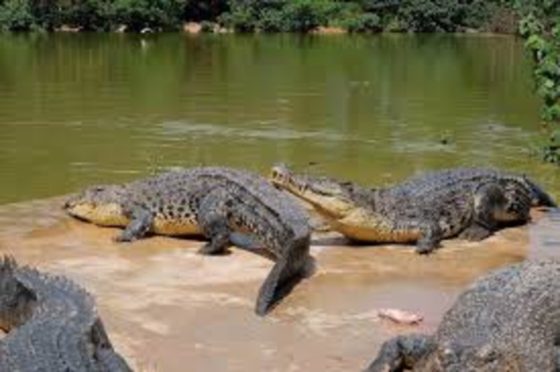 buaya penangkaran Pulau Bulan