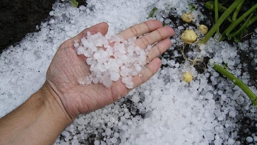 Fenomena Hujan Jelly Turun di Gorontalo