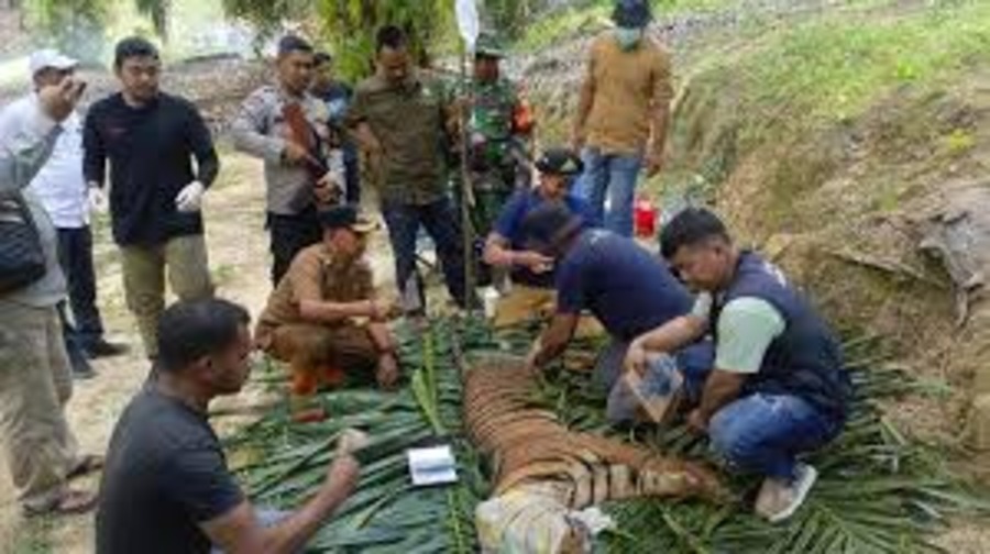 konflik satwa liar harimau Sumatera