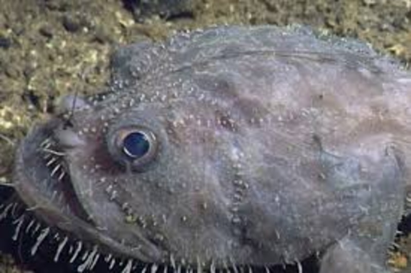 ikan anglerfish