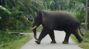 ulah satwa liar Gajah Sumatera